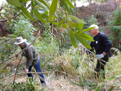 cutting arundo