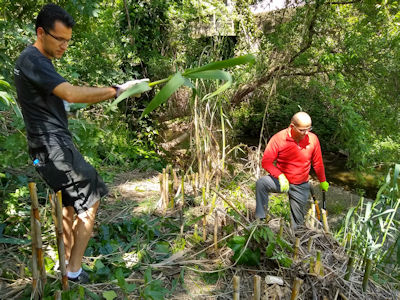 two guys cutting arundo