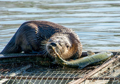 otter eating trout