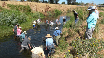 fish sampling